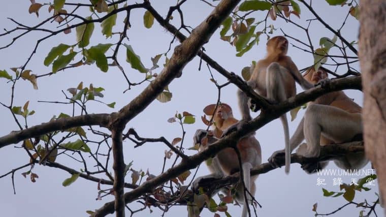 动物军备竞赛 Animal Arms Race