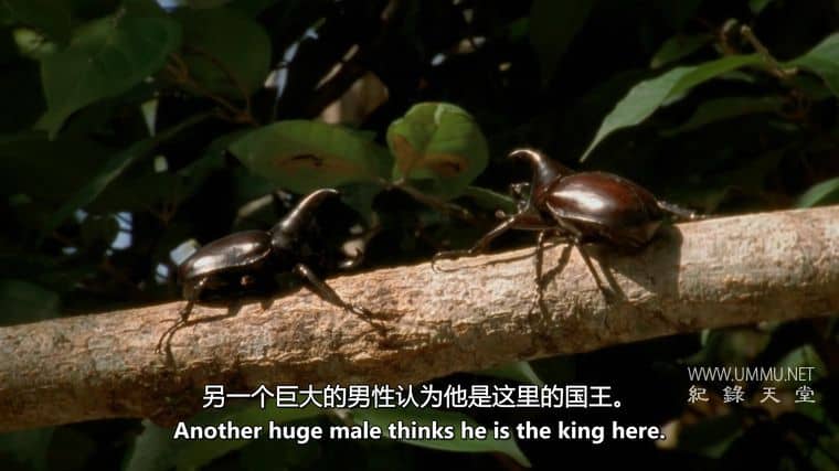 动物军备竞赛 Animal Arms Race