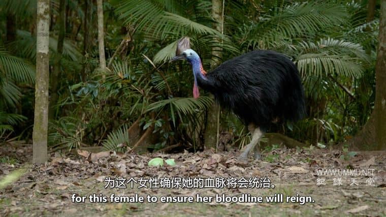 动物军备竞赛 Animal Arms Race