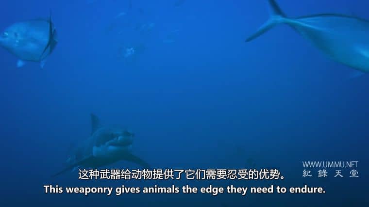 动物军备竞赛 Animal Arms Race