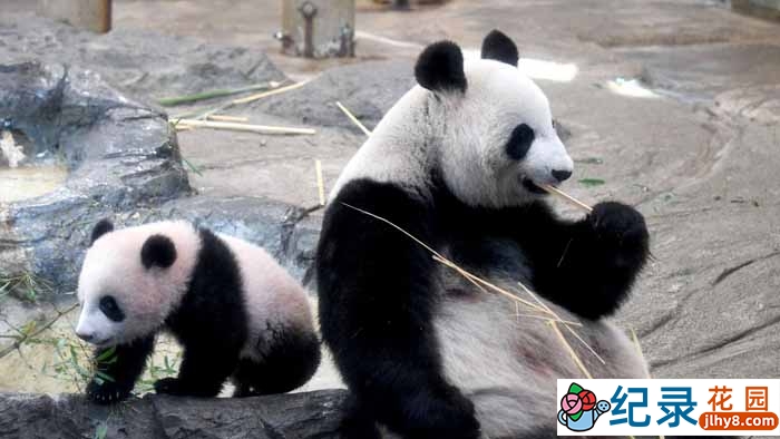 NHK动物纪录片《熊猫日本首次公开 不为人知的大作战》全1集 720P/1080i高清纪录片百度云下载