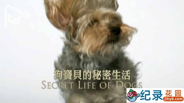 PTS公视宠物纪录片《狗宝贝的秘密生活 Secret Life of Dogs》全3集中字 720P/1080i高清纪录片资源百度云盘下载