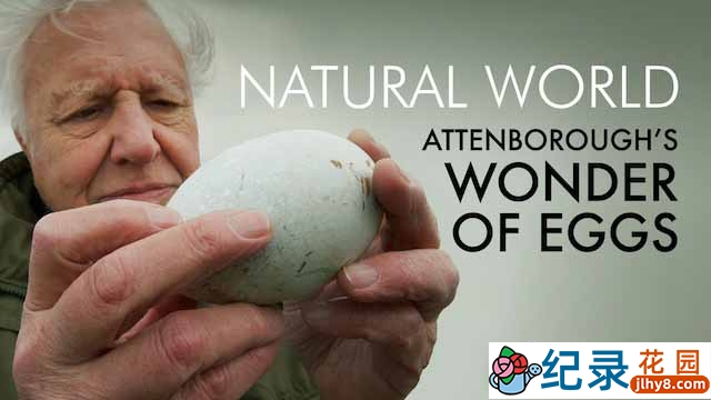 BBC鸟蛋研究纪录片《蛋的奇迹 Attenboroughs Wonder of Eggs》全1集中字 1080P纪录片资源百度云盘下载