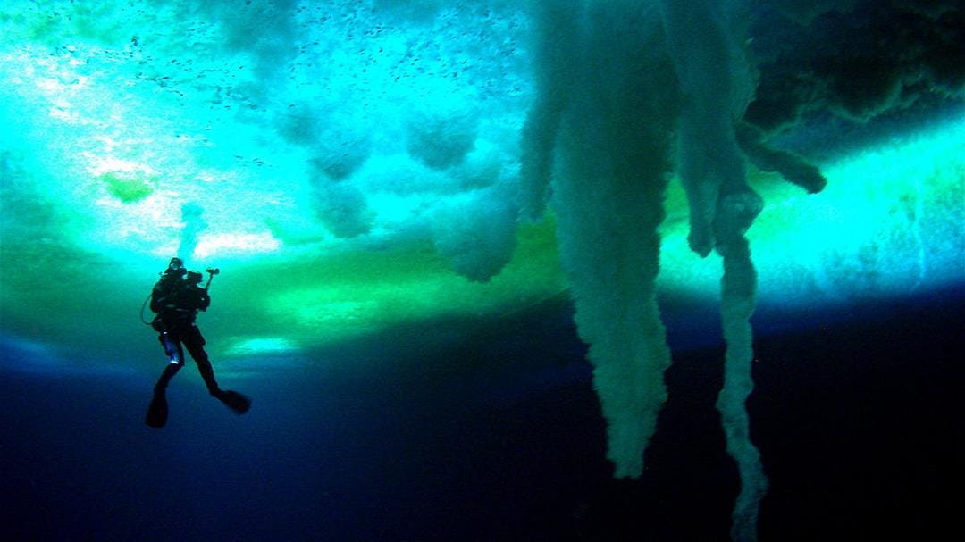 在世界尽头相遇 Encounters at the End of the World