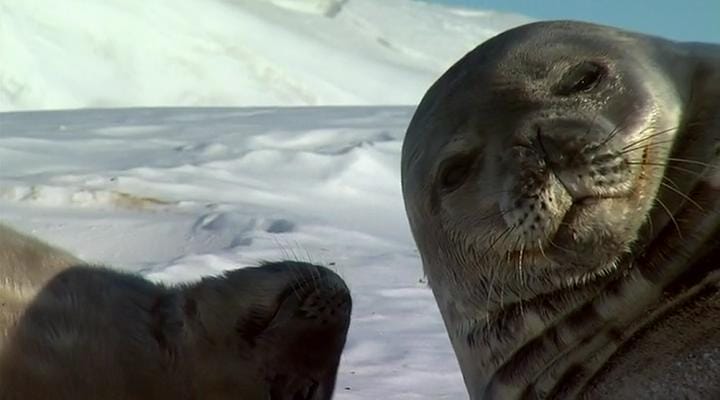 在世界尽头相遇 Encounters at the End of the World