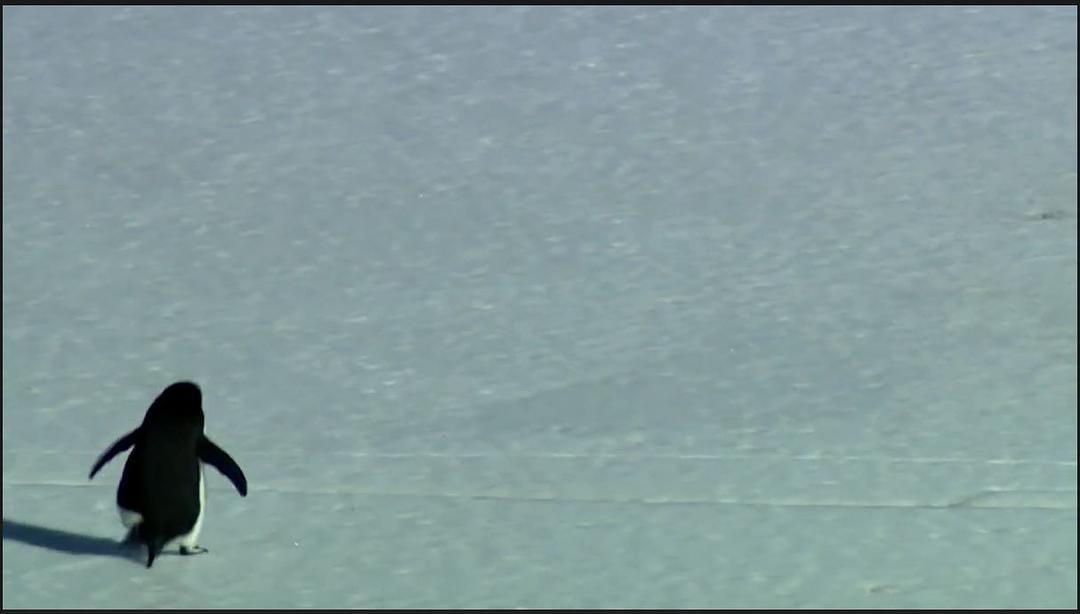 在世界尽头相遇 Encounters at the End of the World