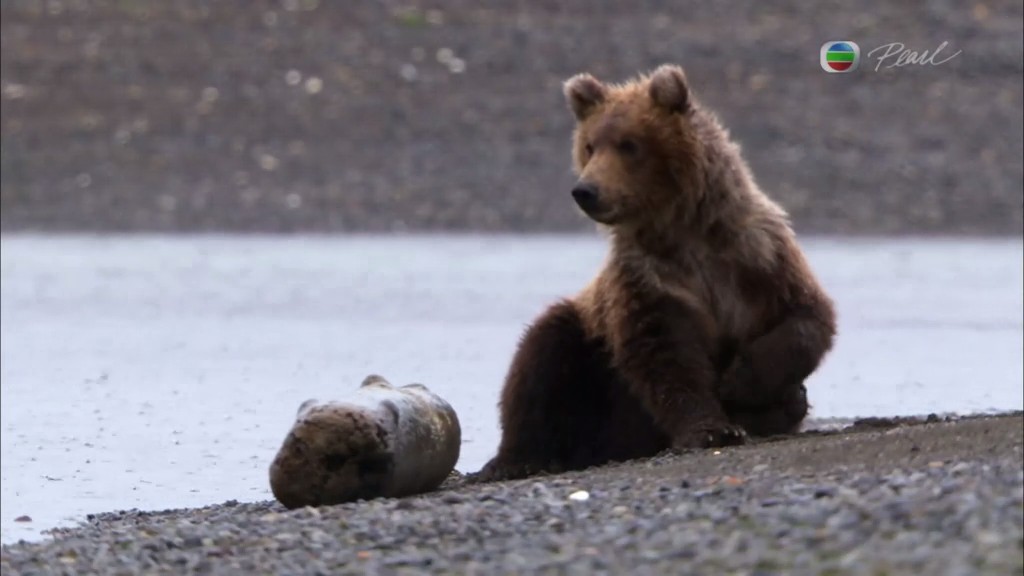 灰熊全接触 Great Bear Stakeout