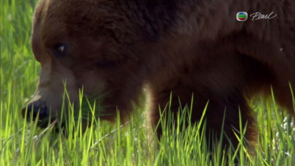 灰熊全接触 Great Bear Stakeout