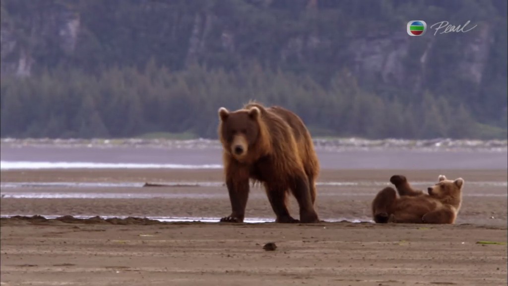灰熊全接触 Great Bear Stakeout