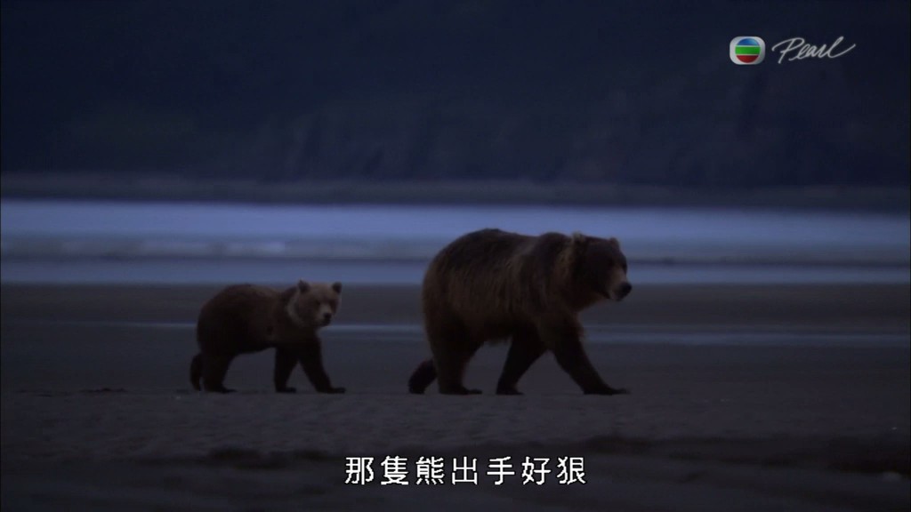 灰熊全接触 Great Bear Stakeout