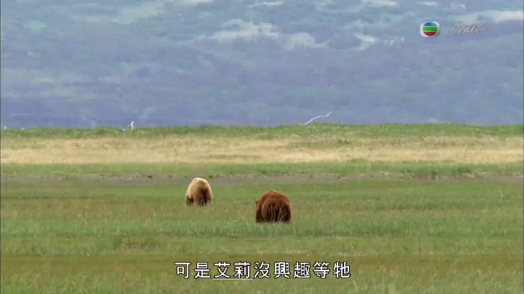 灰熊全接触 Great Bear Stakeout