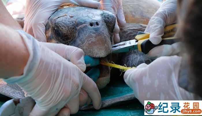 拯救海龟纪录片《拔出误食的鱼钩》全1集中字 720P/1080i高清纪录片资源百度云盘下载