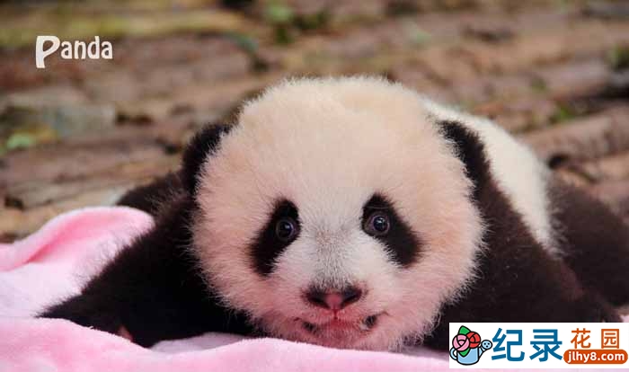 国家地理野生动物纪录片《大熊猫 Giant Panda》全1集 720P/1080i高清纪录片百度云下载