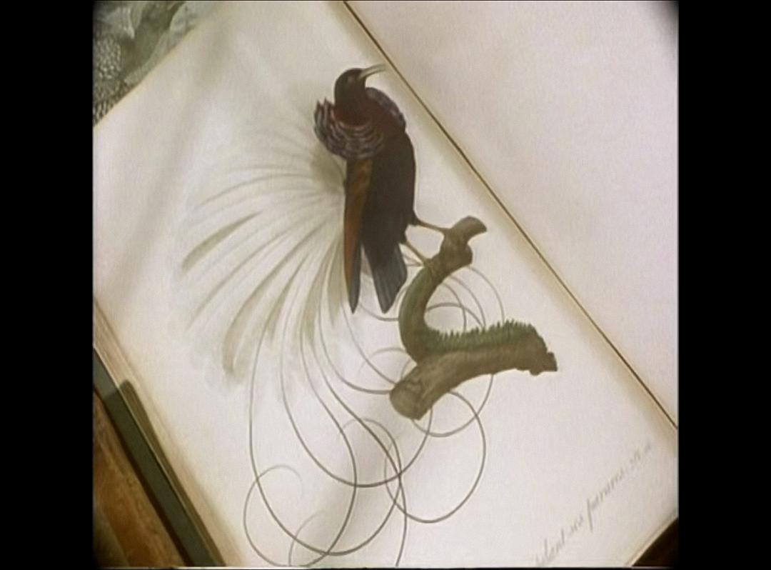 鸟的天堂 Attenborough in Paradise