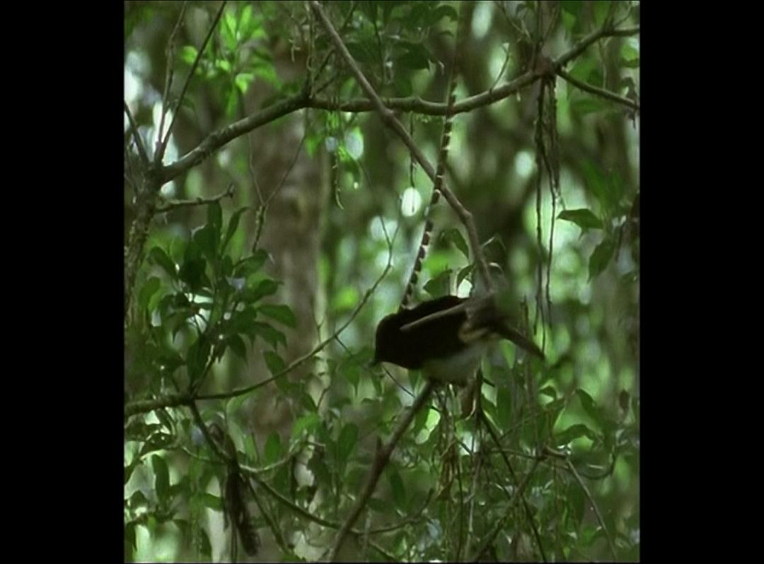 鸟的天堂 Attenborough in Paradise