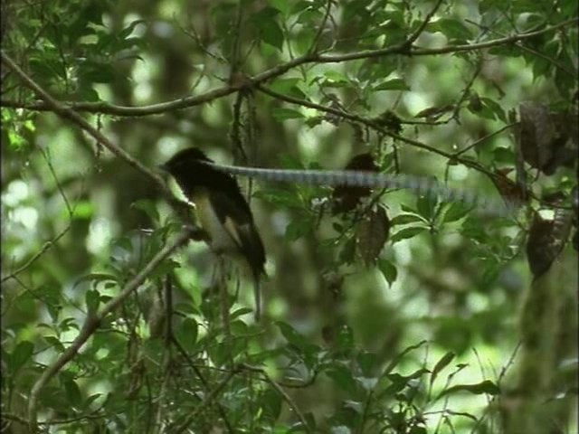 鸟的天堂 Attenborough in Paradise