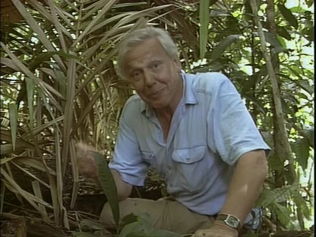 鸟的天堂 Attenborough in Paradise