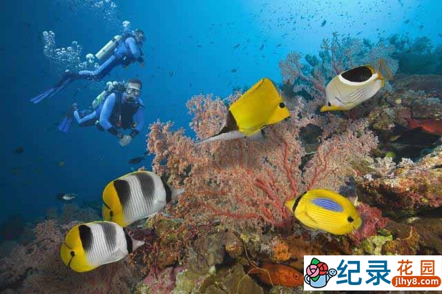 BBC生态旅行纪录片《与大卫·爱登堡畅游大堡礁 Great Barrier Reef with David Attenborough》全3集 720P/1080i高清纪录片资源百度云盘下载