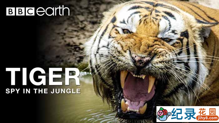 BBC动物间谍纪录片《虎：丛林中窥探 Tiger-Spy in the Jungle》全3集 720P/1080i高清纪录片百度云下载