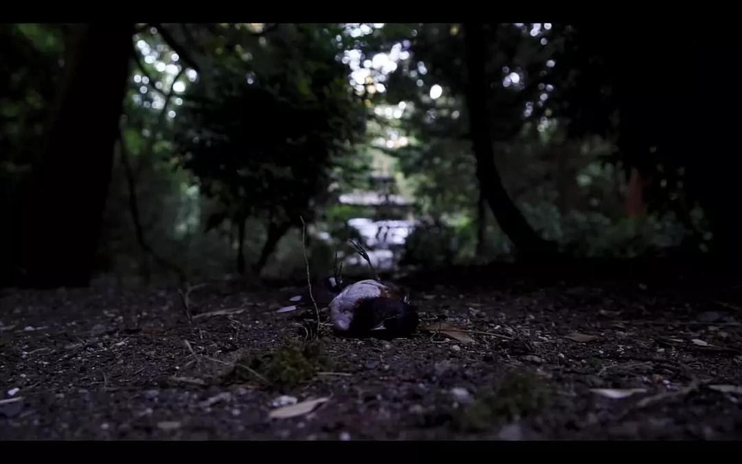 持摄像机的人 Cameraperson