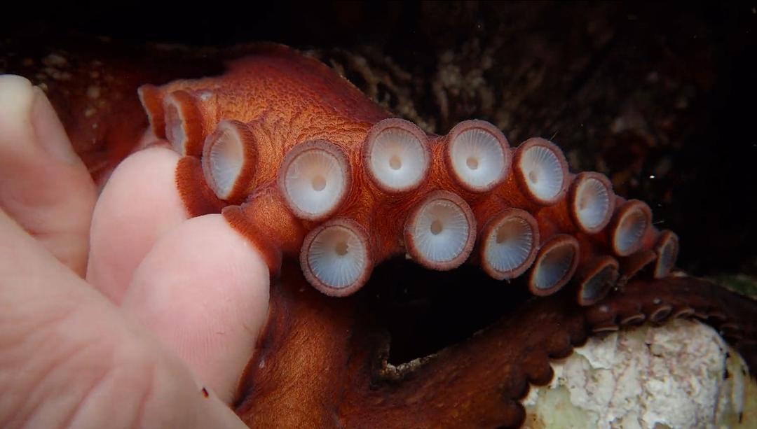 我的章鱼老师 My Octopus Teacher