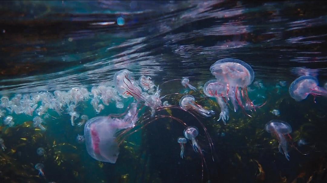 我的章鱼老师 My Octopus Teacher