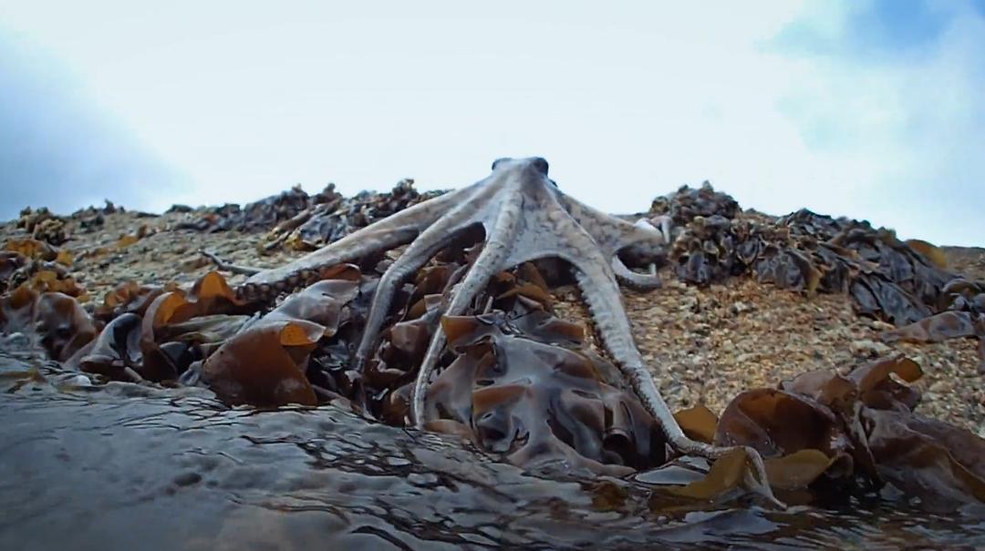 我的章鱼老师 My Octopus Teacher