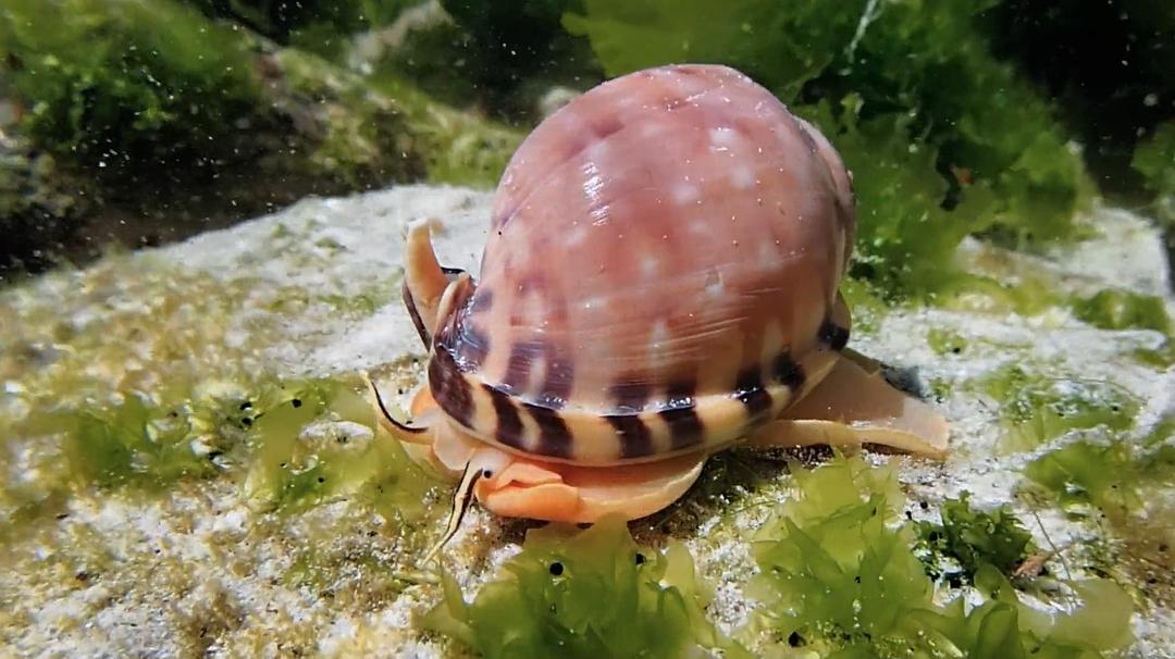 我的章鱼老师 My Octopus Teacher