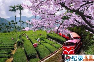 台湾公视旅行风光纪录片《转动百年阿里山》全1集 720P/1080i高清纪录片资源百度云盘下载