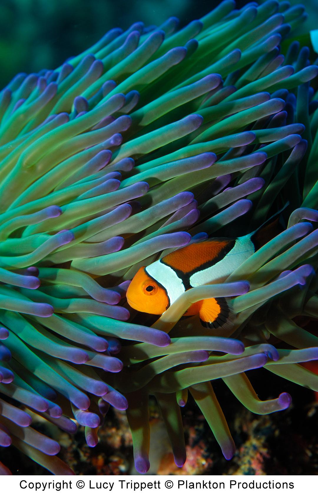 海洋星球 Planet Ocean