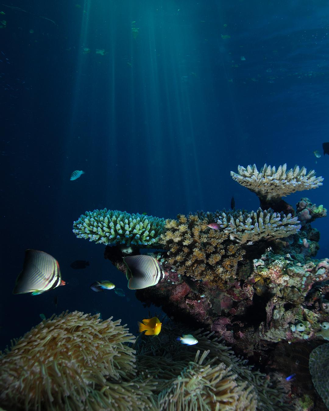 海洋星球 Planet Ocean