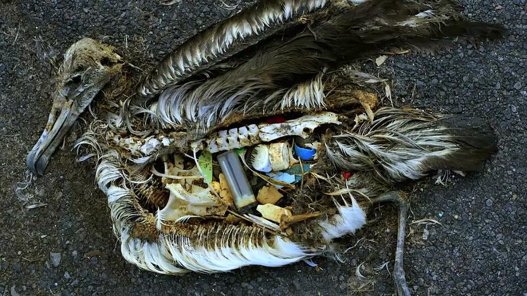 海洋星球 Planet Ocean