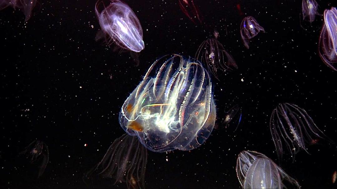 深海底火山 Volcanoes of the Deep Sea