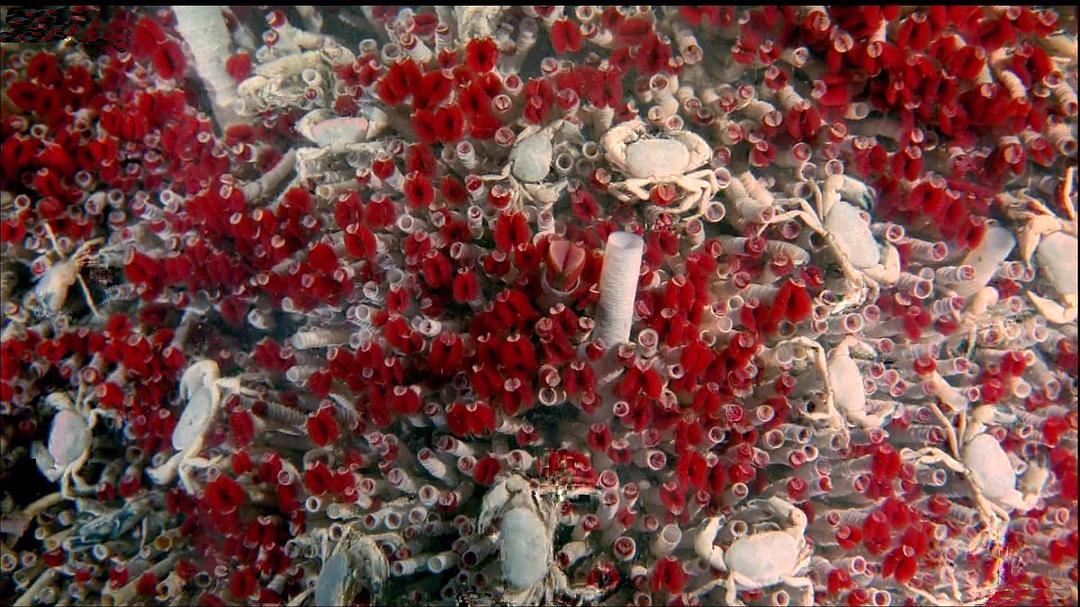 深海底火山 Volcanoes of the Deep Sea