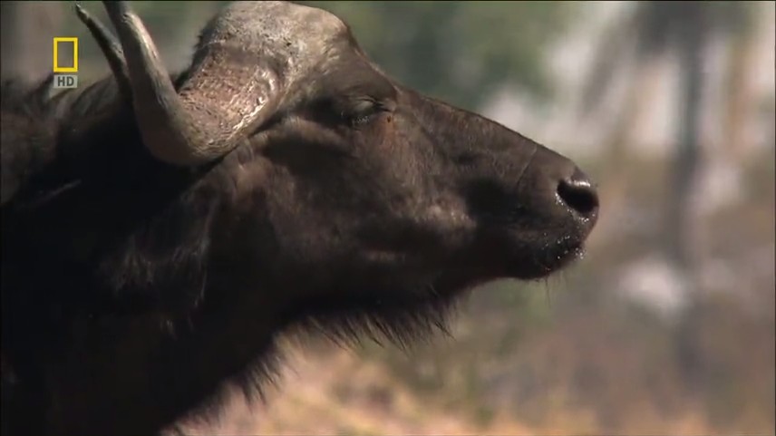【国家地理.不守规矩的狮子】 National.Geographic.Lions.Behaving.Badly