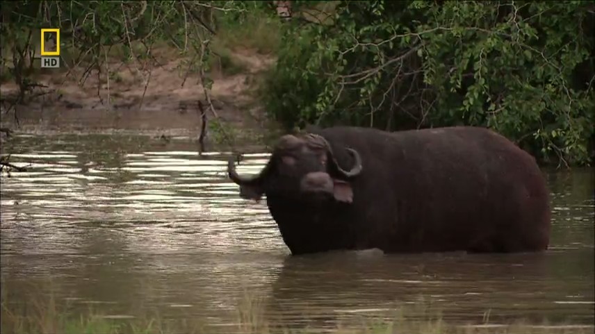 【国家地理.不守规矩的狮子】 National.Geographic.Lions.Behaving.Badly