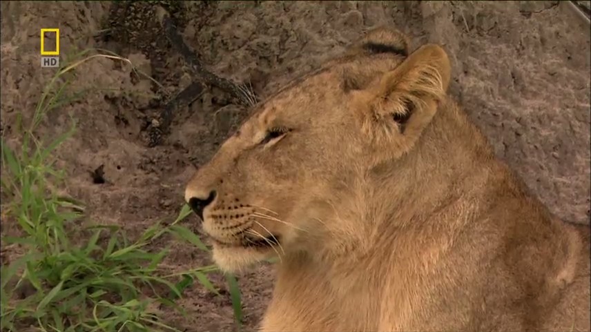 【国家地理.不守规矩的狮子】 National.Geographic.Lions.Behaving.Badly