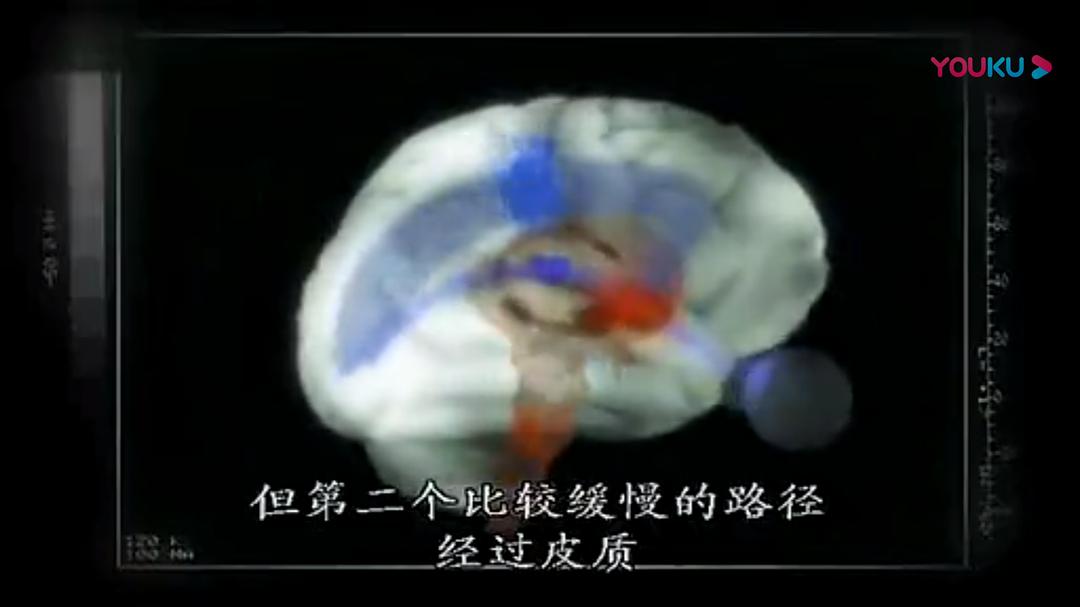 人脑漫游 Brain Story