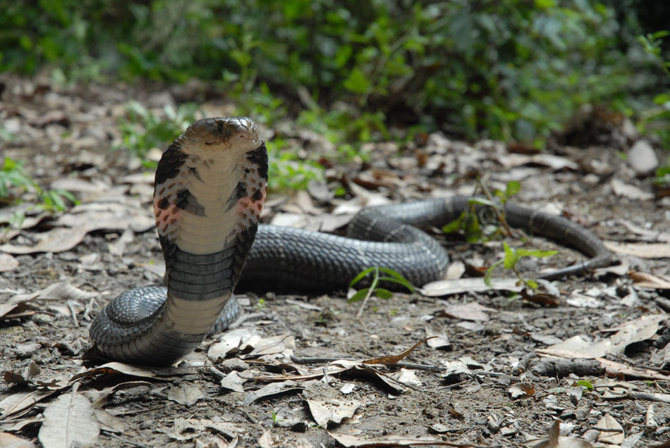 未发现的中国 Untamed China With Nigel Marven