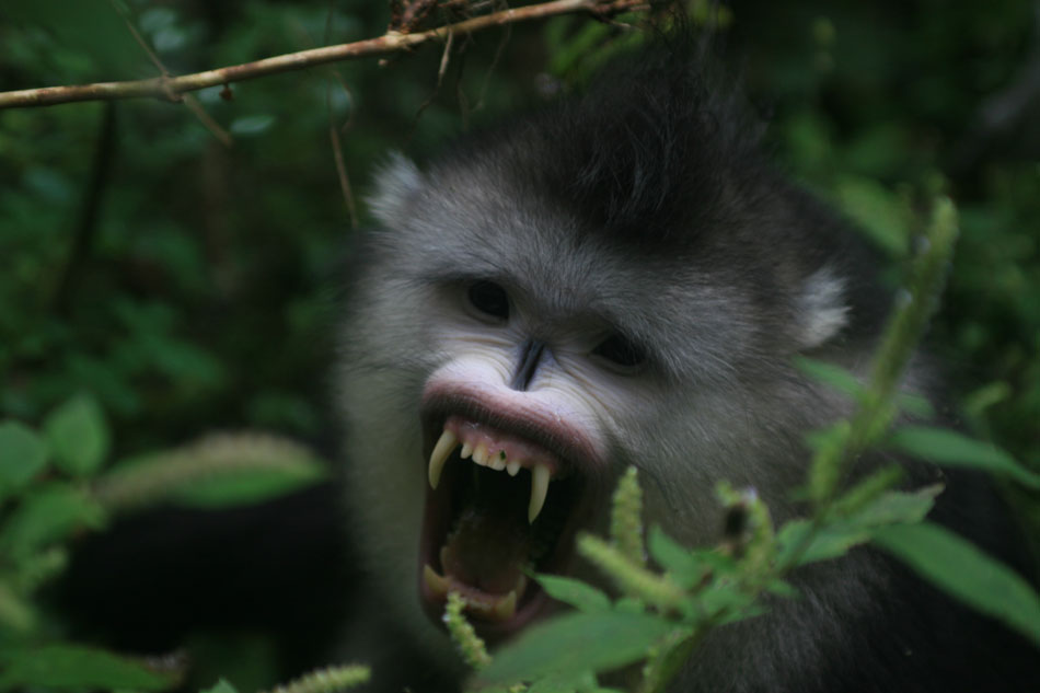 未发现的中国 Untamed China With Nigel Marven