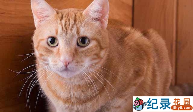 BBC猫科动物研究纪录片《猫的史诗之旅 The Story of Cat》全3集 720P/1080i高清纪录片资源百度云盘下载