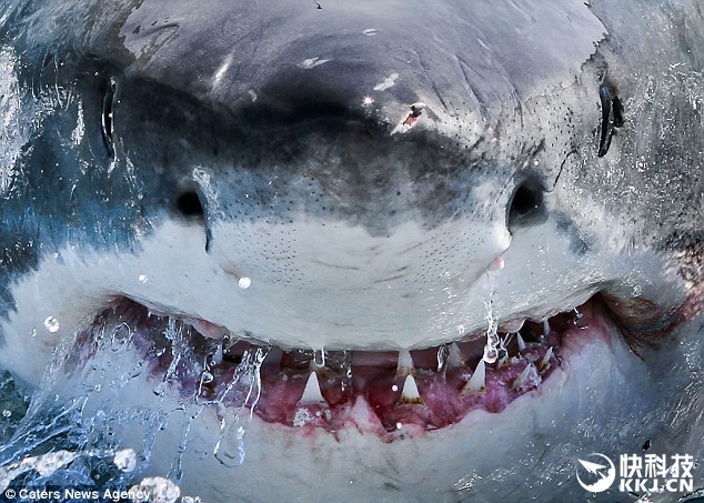 鲨鱼海洋 Sharkwater