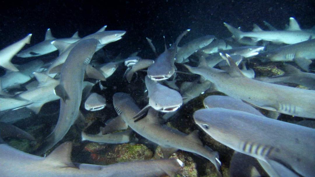 鲨鱼海洋 Sharkwater