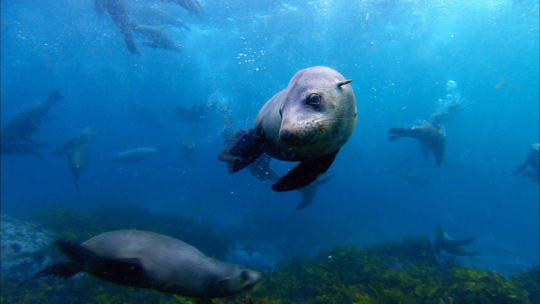 鲨鱼海洋 Sharkwater