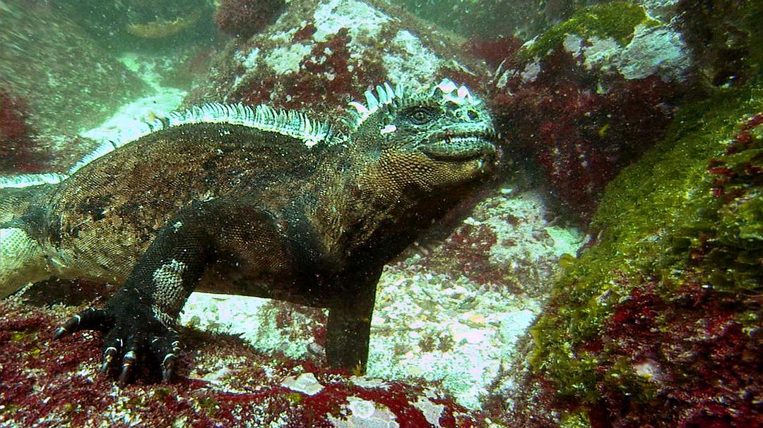 鲨鱼海洋 Sharkwater