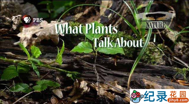 PBS生命探索纪录片《植物间的对话 What Plants Talk About》全1集 720P/1080i高清纪录片百度云下载