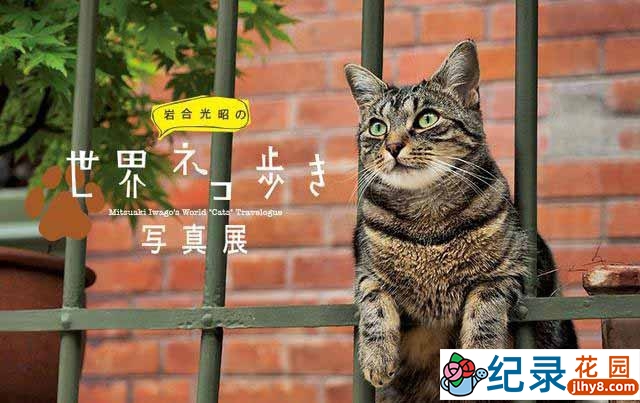 NHK宠物旅拍纪录片《岩合光昭の猫步走世界》更新至94集 720P/1080i高清纪录片资源百度云盘下载 猫奴治愈系