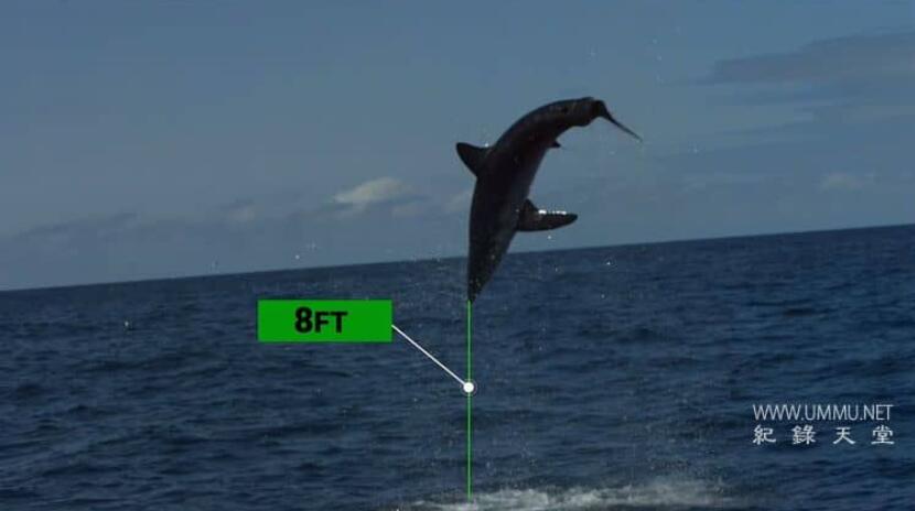 怪物真子：新鲜血液 Monster Mako: Fresh Blood