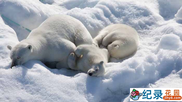 IMAX北极生态纪录片《到北极去 To the Arctic》全1集 720P/1080i高清纪录片百度云