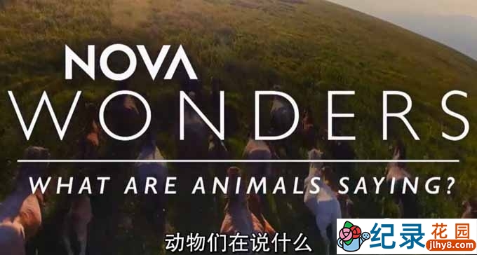 PBS动物语言研究纪录片《动物在说什么 / 动物妙语 What are Animals Saying》全1集 720P/1080i高清纪录片资源百度云盘下载